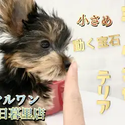 【 ヨークシャーテリア 】輝きは無限大！動く宝石の贈り物