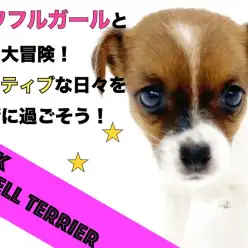 【 ジャックラッセルテリア 】パワフルガールとアクティブな日々を過ごそう！