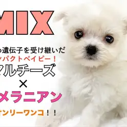 【 MIX 】小さめ遺伝子を受け継いだマルチーズ×ポメラニアンのオンリーワンコ！