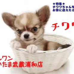 【 チワワ 】お家に小さなチワワちゃんを迎えたら気を付けたいコト！