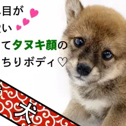 【 赤柴 】あれ?ちょっと困ってる?垂れ目が可愛いタヌキ顔のもっちりボディ!