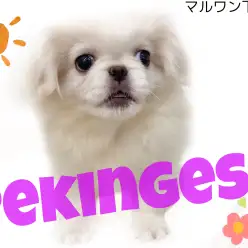 【 ペキニーズ 】鼻ぺちゃ好き集まれ!豊かな表情にも注目！