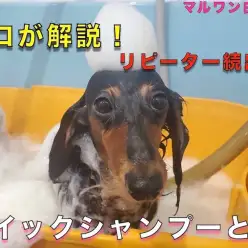 【 白楽店トリミング 】抜群のリピート率！クイックシャンプーをトリマーが解説！