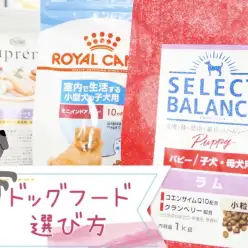 【 ドッグフードの選び方 】愛犬の健康の為に気を付けたい3つのポイントを解説！