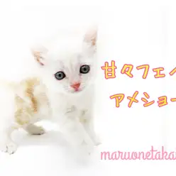 【 アメリカンショートヘア 】運動神経抜群!甘々フェイスの主人公キャラNO.1!