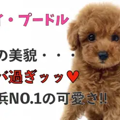 【 トイプードル 】この美貌は・・・ヤバ過ぎっ！横浜NO.1可愛いトイプードル！