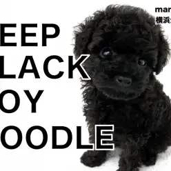 【 トイプードル 】黒いカラーに輝く被毛、これから飼い始める方に教えたい魅力！