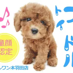 【 トイプードル 】童顔認定！？円らな瞳に胸キュン必至な幼顔トイプー登場！