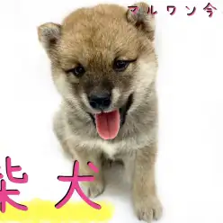【 柴犬 】初めてユーザーの方必見！育てやすさNO1！丸顔の子クマ系おっとりBOY！