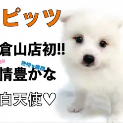 【 スピッツ 】大倉山店初登場！表情豊かな純白天使がやってきた！