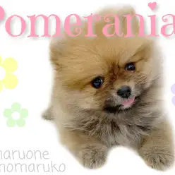 【 ポメラニアン 】ポメ好きスタッフが伝授！オススメポイントはここ！