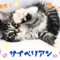 【 サイベリアン 】美形なのに人懐っこい！まさにギャップ萌え！