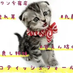 【 スコティッシュフォールド 】姉妹で入店！垂れ耳・丸顔・甘えん坊の妹ちゃん！