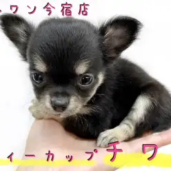 【 チワワ 】女の子・ドワーフ・ティーカップサイズ!お迎え時のアイテムもご紹介!