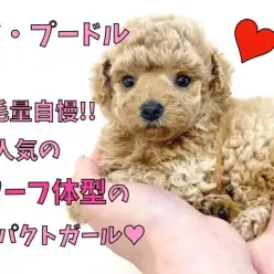 【 トイ・プードル 】超毛量自慢！！人気のドワーフ体型のコンパクトガール！