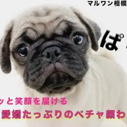 【 パグ 】優しい性格と愛嬌たっぷりのペチャ顔！思わず笑顔になる不思議な力とは！