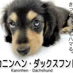 【 カニンヘンダックスフント 】この可愛さハマる！ダックス界の短足まろ眉王子！