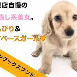 【 カニンヘンダックスフント 】鶴見店自慢の超癒し系美女。のんびりした性格は必見！