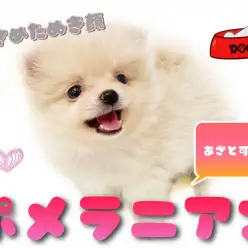 【 ポメラニアン 】手乗り小さめサイズ!あざと可愛い白たぬき顔ポメ登場!!