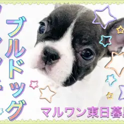 【 フレンチブルドッグ 】牛柄フレブルちゃん登場！パイドの模様は十犬十色