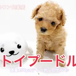 【 トイプードル 】生後53日で驚異の456g！ティカップサイズがやってきた！