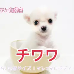 【 チワワ 】手乗りの小さめサイズ！魅力と安心の飼育ポイントを細かくご紹介！