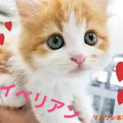 【 サイベリアン 】猫アレルギーが出にくい！？犬のような性格のイケにゃん登場！
