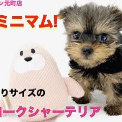 【 ヨークシャーテリア 】生後50日で399g！元気な性格の手乗りサイズわんこ！