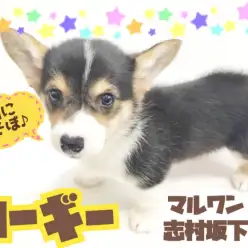 【 ウェルシュコーギーペンブローク 】胴長短足むちむちボディの愛されガール登場！