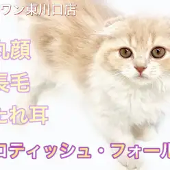 【 スコティッシュフォールド 】素敵なタレ目に注目！長毛×垂れ耳スコちゃん！