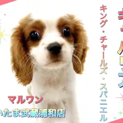 【 キャバリア 】温和で飼いやすさナンバーワン！！癒し系♪キャバちゃん