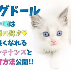 【 ラグドール 】青い瞳は永遠の輝き！仲良くなれるメンテナンスと食育方法公開！