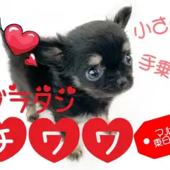 【 チワワ 】生後58日で体重469g！！成犬時の洋服は2号サイズ！？
