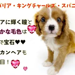 【キャバリア】クリアに輝く瞳と艷やかな毛色はまるで宝石！モヒカンヘアも大注目！