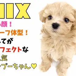 【 MIX 】超小顔！ドワーフ体型！すべてがパーフェクトな大人気マルプーちゃん！