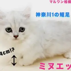 【 ミヌエット 】愛嬌たっぷり！短足＆丸顔のハイブリット猫！マンチカン好きは必見