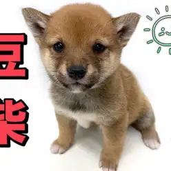 【 豆柴 】日本豆柴協会認定の豆柴犬！本場熊本より登場！！