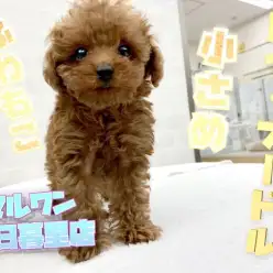 【 トイ・プードル 】人気No1の小さめトイプー！カットで魅せるオンリーワン！！