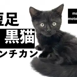 【 黒猫マンチカン 】短足な黒猫ちゃん、実は幸運を呼ぶにゃんこ！