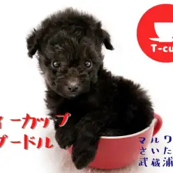 【 ティーカッププードル 】生後51日で433g！！シルバーカラーの女の子！