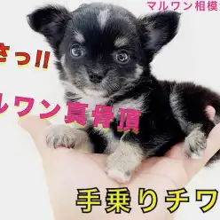 【 チワワ 】小さい体を精一杯使って遊ぶ姿がたまらなく可愛いワンコ登場！