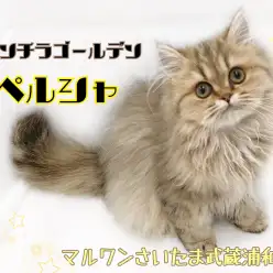 【 ペルシャ 】人気のチンチラゴールデン！飼いやすい3大ポイント！