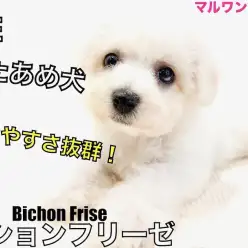 【 ビションフリーゼ 】幅広いカットが可能!飼いやすさ抜群の子犬の手入れ方法紹介