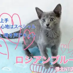 【 ロシアンブルー 】極上の触り心地、甘え上手な女の子！防寒対策もご紹介！
