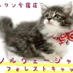 【 ノルウェージャン 】神奈川NO1の美猫!モフラー必見のゴージャスにゃんこ!