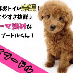 【 トイプードル 】ほぼおトイレ完璧!育てやすさ抜群なカーリー強めなトイプー!