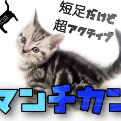 【 マンチカン 】入店時の足の長さは3㎝！？超短足マンチカンちゃんを徹底解説！