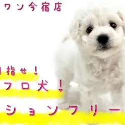 【 ビションフリーゼ 】モフラー必見!圧巻の毛量と懐っこさの従順ガール!