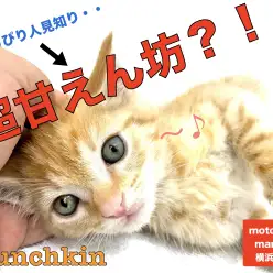 【 マンチカン 】少しずつ縮まるその距離感！毛色、性格、その変化を楽しもう！