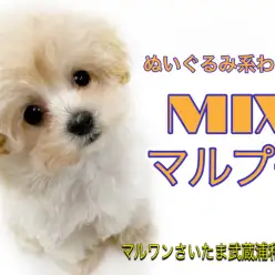【 MIX 】初めてワンコを飼う方にオススメ！小さめマルプーくん！